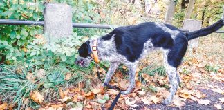 PRAGUE NOTES: Πράγα, μάλλον η πιο PET FRIENDLY πόλη της Ευρώπης! Τα καταφύγια είναι σχεδόν άδεια, ενώ οι οργανώσεις έχουν αναλαμβάνουν υιοθεσίες από γύρω χώρες. PRAGUE NOTES: Μάλλον η πιο PET FRIENDLY πόλη της Ευρώπης! πραγα σκυλιά